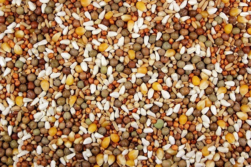 14.90% Teed's Mix (Leach Grain & Milling) Bird Feed with Austrian Peas for Pigeons