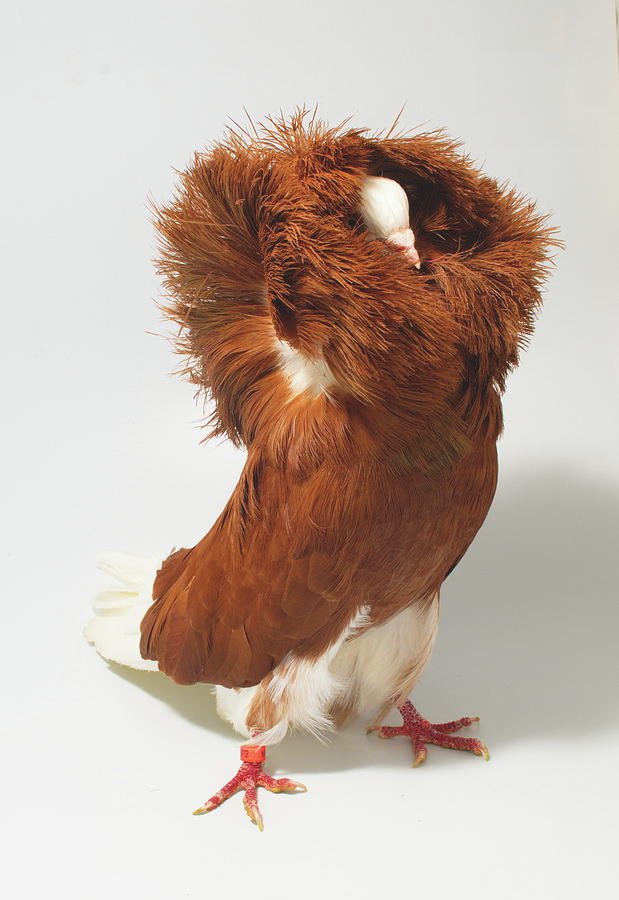 Red & White Jacobin Pigeons